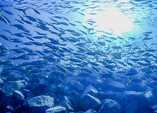海や魚が好きで、自然を間近に感じたい