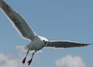 野鳥観察